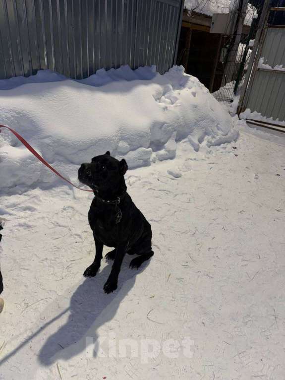 Собаки в Ногинске: Муфа - кане-корсо попал в приют Мальчик, Бесплатно - фото 8