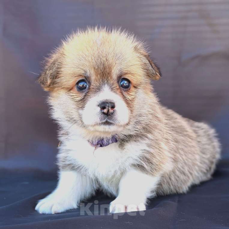 Собаки в Москве: Девочка вельш корги пемброк рыж белая Девочка, 60 000 руб. - фото 8
