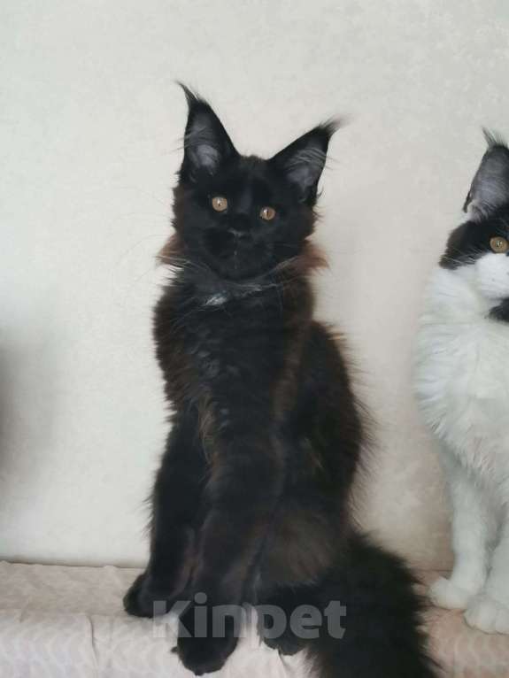 Кошки в Москве: Котик породы мейн кун Мальчик, 25 000 руб. - фото 2