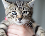 Кошки в Москве: Котенок Тигровый глаз, 2 месяца Мальчик, Бесплатно - фото 1