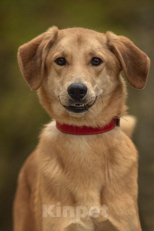 Собаки в Москве: Бейли Мальчик, Бесплатно - фото 1