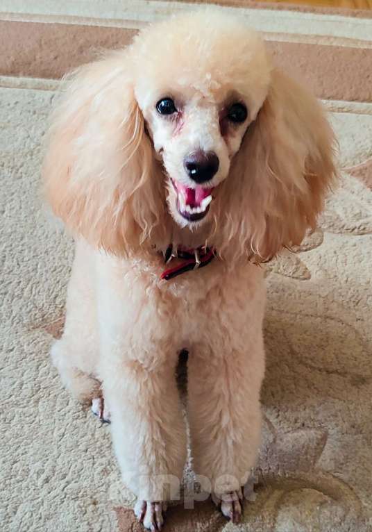 Собаки в Липецке: Продаются щенки карликового пулеля Мальчик, 35 000 руб. - фото 5