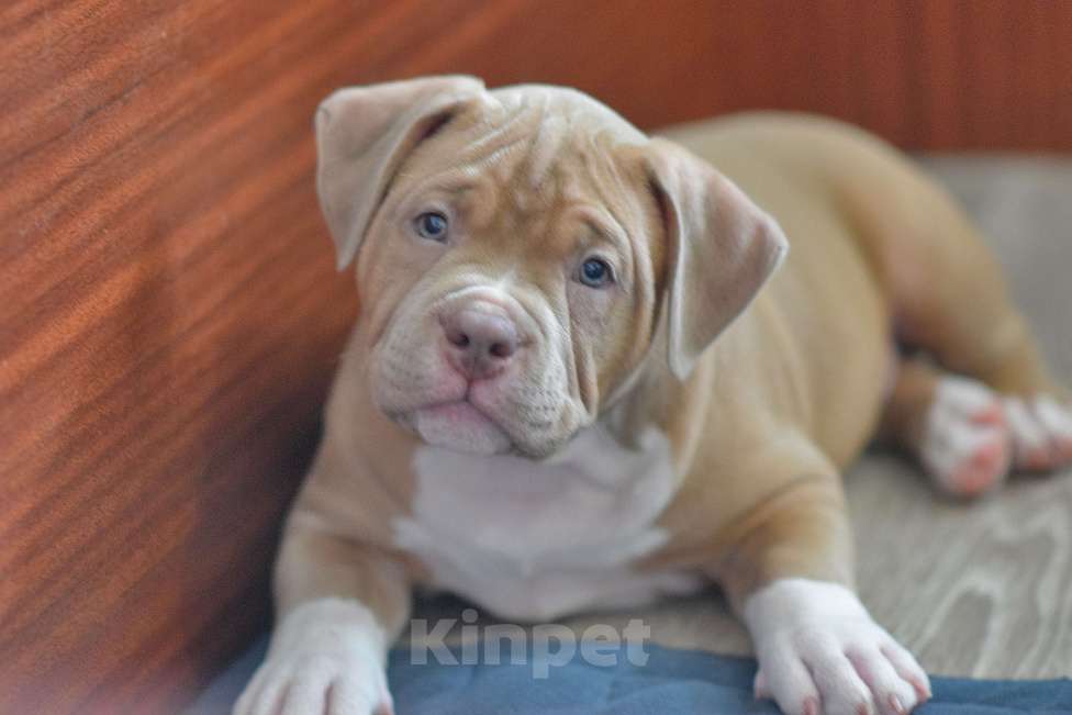 Собаки в Перми: мальчишки американский булли продажа Мальчик, 70 000 руб. - фото 1