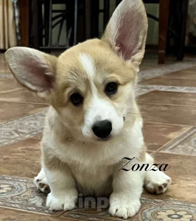 Собаки в Краснодаре: Щенки вельш корги пемброк Девочка, 60 000 руб. - фото 4