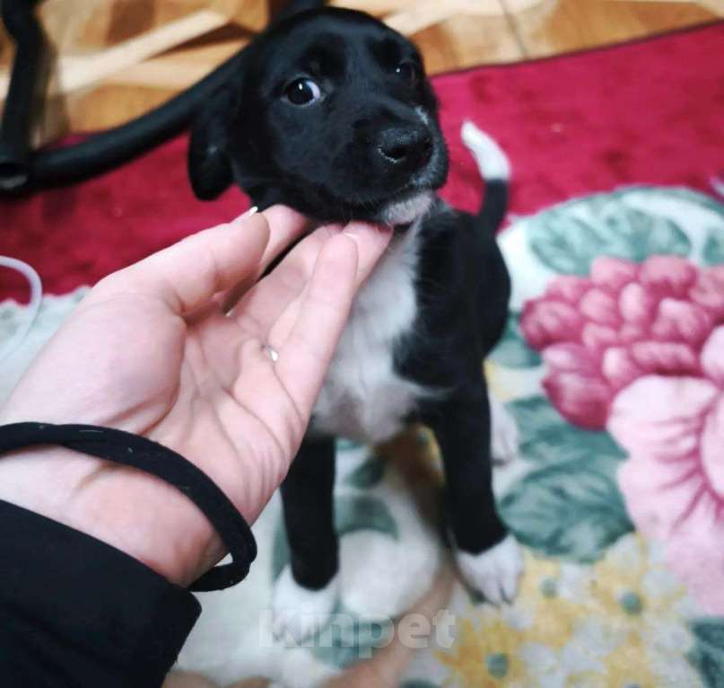Собаки в других городах Московской области: Щенок Изя ищет дом  Девочка, Бесплатно - фото 2