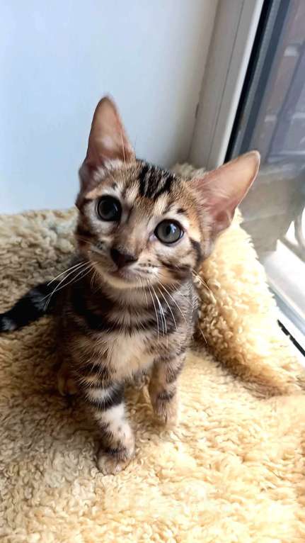 Кошки в Москве: Бенгальская девочка Девочка, 30 000 руб. - фото 3