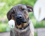 Собаки в Рязани: Хан - умный и благородный пёс Мальчик, Бесплатно - фото 3