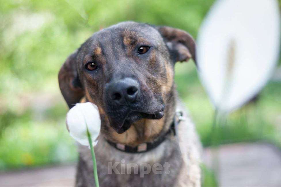 Собаки в Рязани: Хан - умный и благородный пёс Мальчик, Бесплатно - фото 3