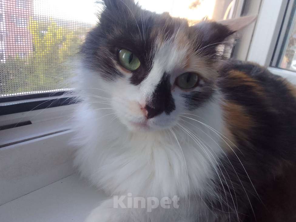 Кошки в Армавире: Котятки в добрые ручки 😻 Разнополые, Бесплатно - фото 5