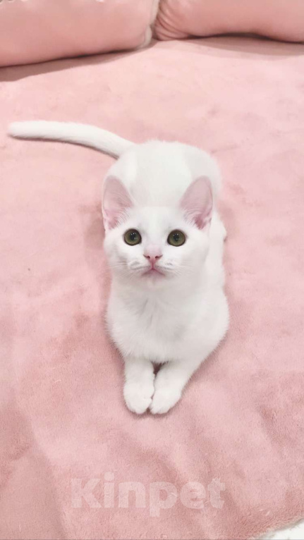 Кошки в Москве: Котёнок  Девочка, 8 000 руб. - фото 1