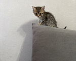 Кошки в Саратове: Котята в добрые руки Девочка, Бесплатно - фото 6