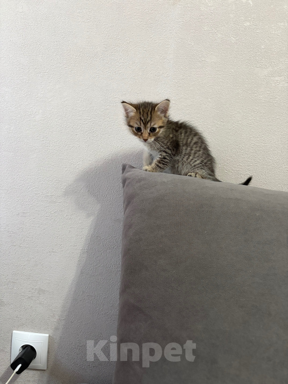 Кошки в Саратове: Котята в добрые руки Девочка, Бесплатно - фото 6