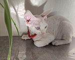 Кошки в Горячем Ключе: Котенок Девон Рекс мальчик белый с голубыми глазами Мальчик, 50 000 руб. - фото 4
