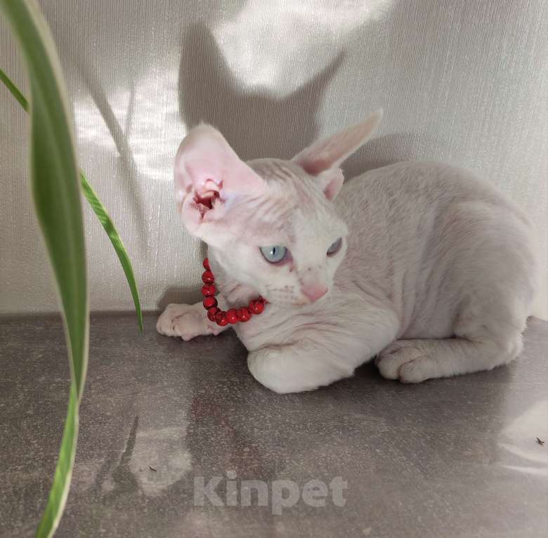 Кошки в Горячем Ключе: Котенок Девон Рекс мальчик белый с голубыми глазами Мальчик, 50 000 руб. - фото 4