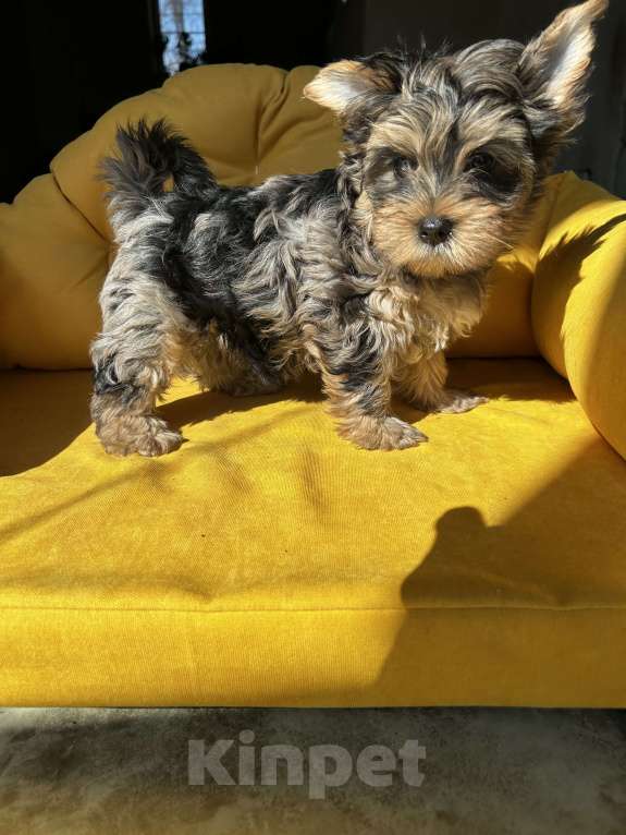 Собаки в других городах Московской области: Цветные йорки Разнополые, 50 000 руб. - фото 6