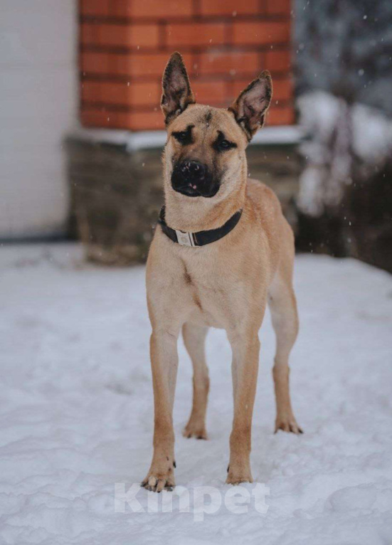 Собаки в других городах Московской области: Пес Веня ищет дом! Мальчик, Бесплатно - фото 3
