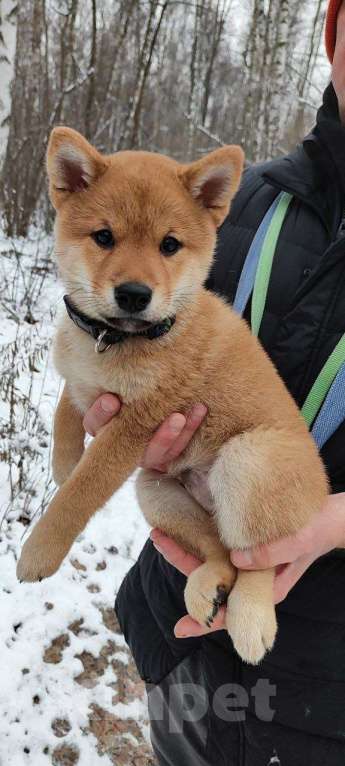 Собаки в Санкт-Петербурге: Сиба ину мальчик  Мальчик, Бесплатно - фото 4
