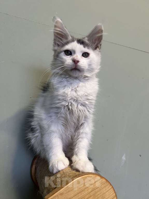 Кошки в Москве: Котик мейн-кун Мальчик, 30 000 руб. - фото 3