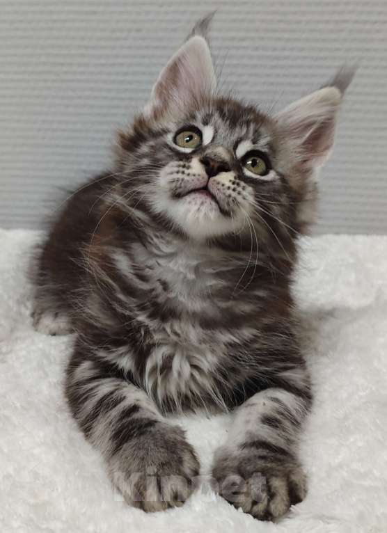 Кошки в Туле: Мейн-кун мальчик  Мальчик, 35 000 руб. - фото 7