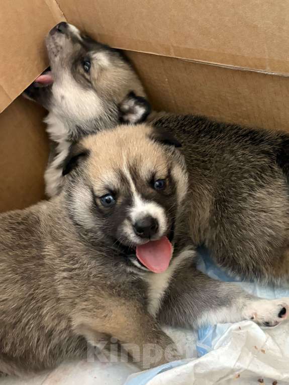 Собаки в других городах Свердловской области: Осторожик Мальчик, Бесплатно - фото 5