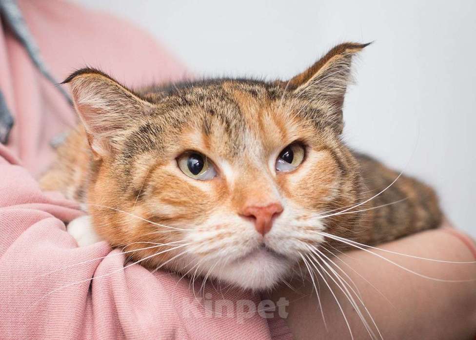 Кошки в Москве: Малинку не выбирают из-за ее глазок Девочка, Бесплатно - фото 3