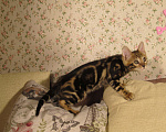 Кошки в Краснодаре: Шёлковая мраморная бенгалочка для души и в разведение Девочка, 15 000 руб. - фото 4