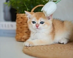 Кошки в Ярославле: Британская золотая шиншилла котята Разнополые, 40 000 руб. - фото 5
