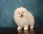 Собаки в Москве: Прелестный померанский шпиц Мальчик, 35 000 руб. - фото 1