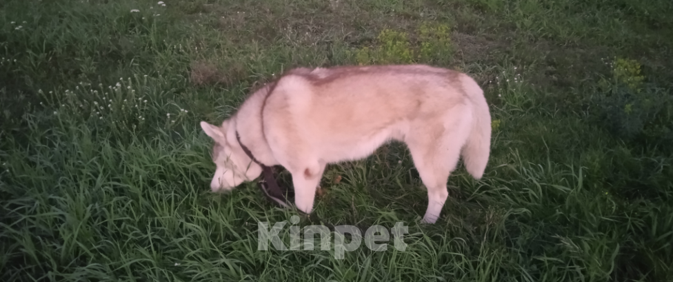 Собаки в Омске: Вязка  Мальчик, 10 000 руб. - фото 4