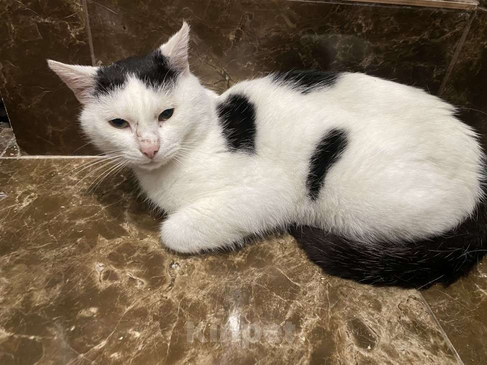 Кошки в Мурином: Кот Мальчик, Бесплатно - фото 2