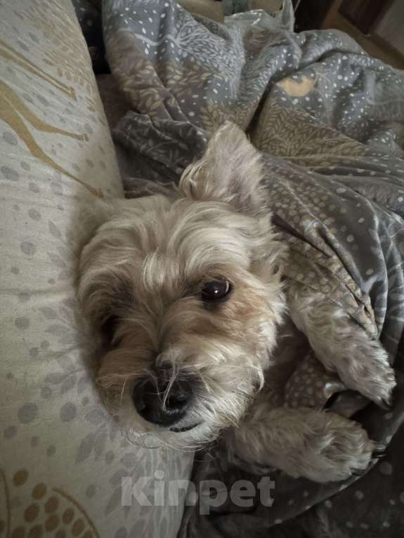 Собаки в Батайске: Потерялась собака бивер Йорк Лола Девочка, 1 000 руб. - фото 2