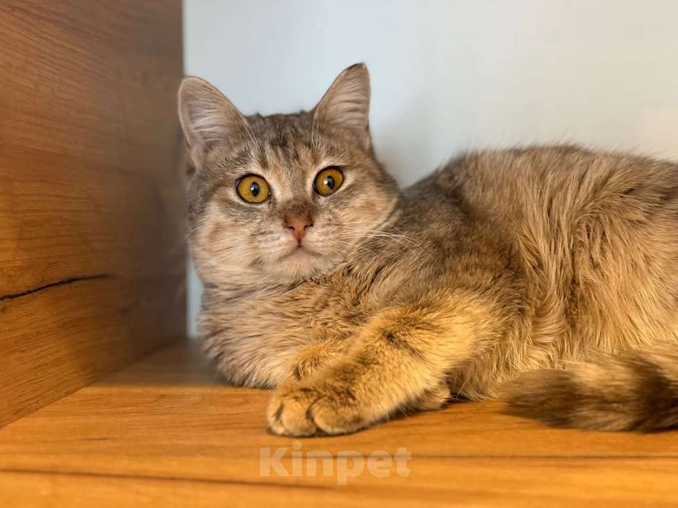 Кошки в Липецке: Котята Мальчик, Бесплатно - фото 9