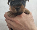 Собаки в Жигулевске: Девочка Йоркширского терьера мелкий стандарт Девочка, 47 000 руб. - фото 2