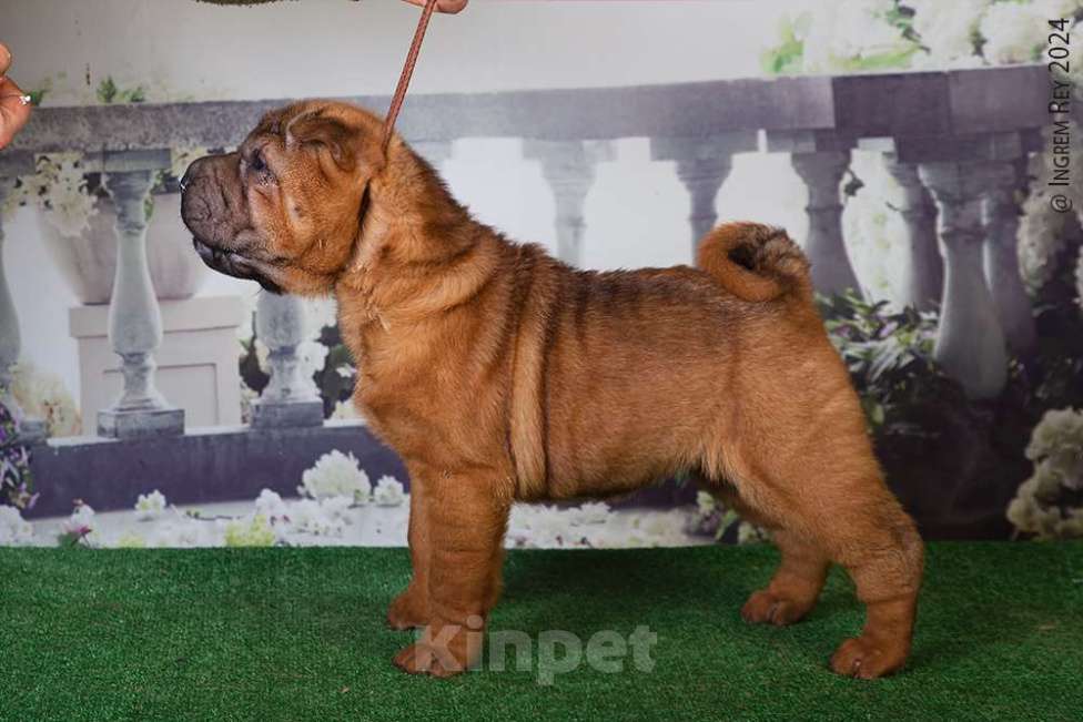 Собаки в Москве: Махагоновая шарпей Девочка, 40 000 руб. - фото 2