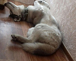 Собаки в Кемерово: Вязка, 1 руб. - фото 2