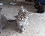 Кошки в Краснодаре: Кошечки в добрые руки Девочка, Бесплатно - фото 5
