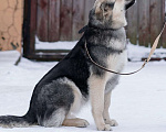Собаки в Москве: Замечательные щенки Мистер Бонд и Белла ищут дом, Бесплатно - фото 3