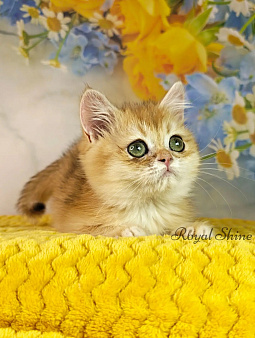 Шотландский прямоухий мальчик золотая шиншилла