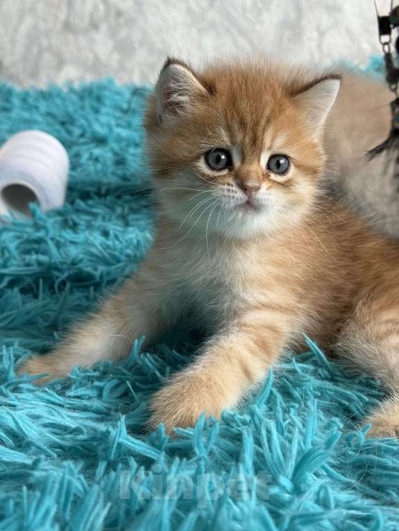 Кошки в Москве: Шотландские котята Девочка, Бесплатно - фото 6