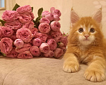 Кошки в Санкт-Петербурге: крупный ласковый котёнок Амур Мальчик, 50 000 руб. - фото 6