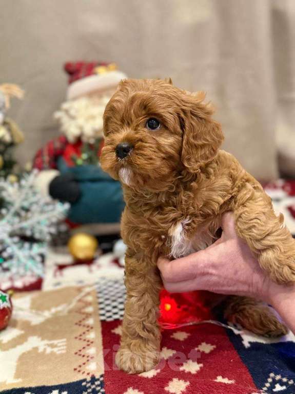 Собаки в Москве: Кавапу мальчик Мальчик, 85 000 руб. - фото 2