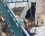 Кошки в Москве: Отважная кошечка сполна настрадалась на улице Девочка, Бесплатно - фото 2