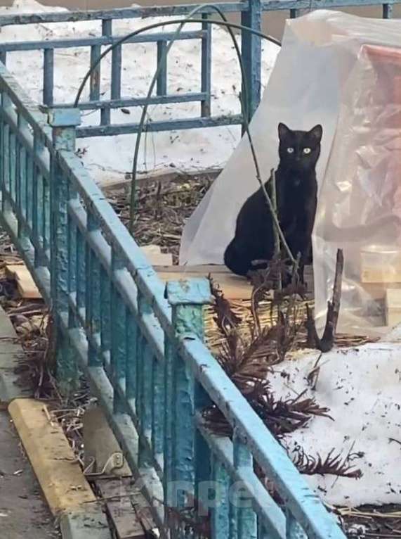 Кошки в Москве: Отважная кошечка сполна настрадалась на улице Девочка, Бесплатно - фото 2
