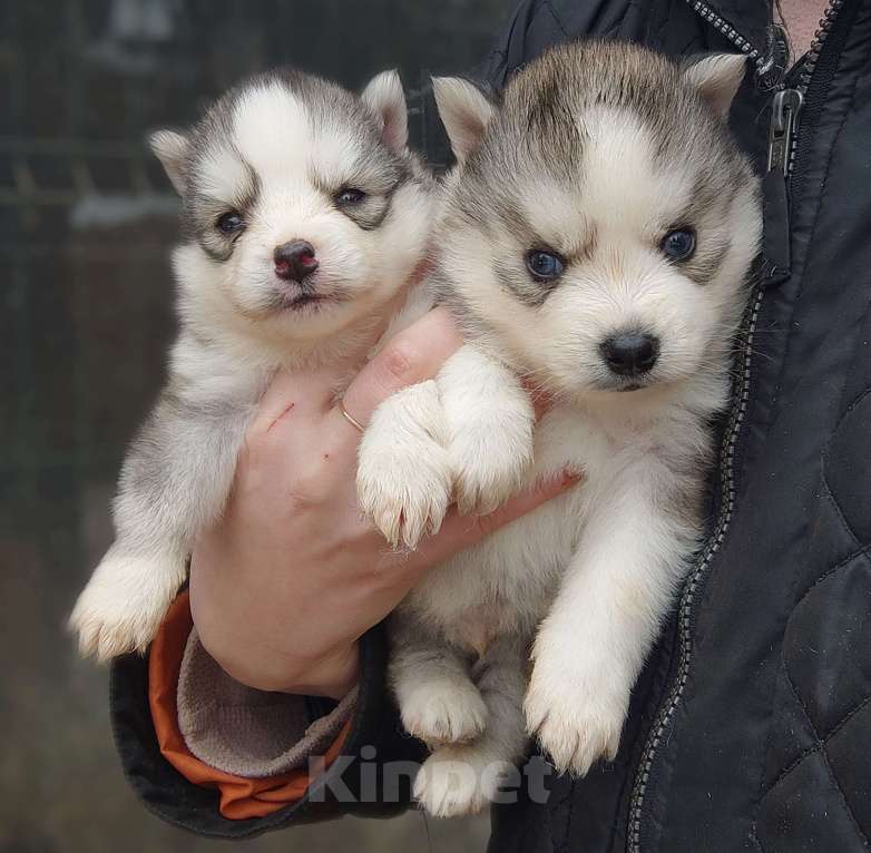 Собаки в Санкт-Петербурге: Малая Сибирская Собака Хапика Мальчик, 50 000 руб. - фото 5