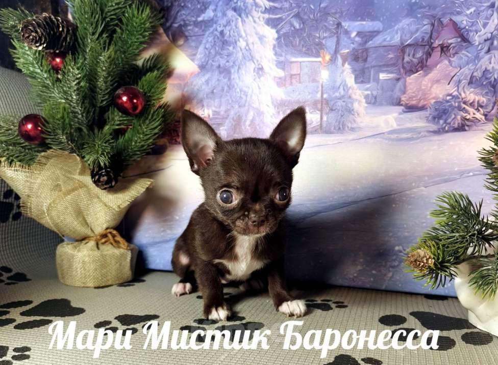 Собаки в Санкт-Петербурге: Супер мини Баронесса шоколадного окраса чихуахуа Девочка, 150 000 руб. - фото 5