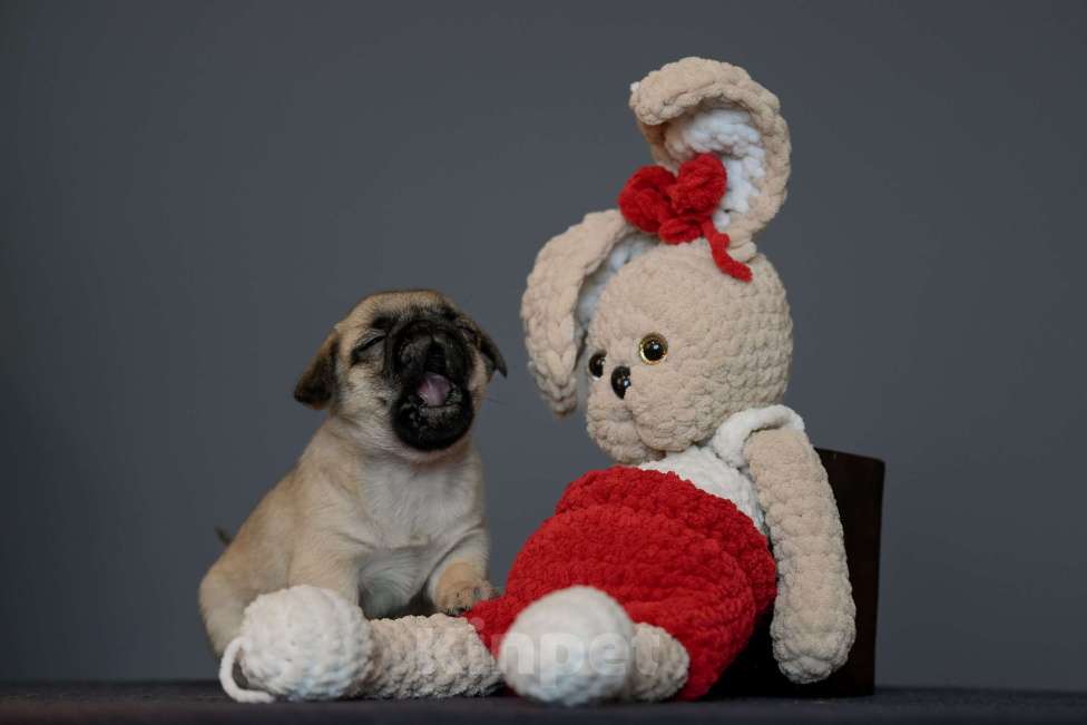 Собаки в Брянске: Питомник Академи оф Лайф предлагает щенков мопса от прекрасной титулованной родительской пары Девочка, 65 000 руб. - фото 3