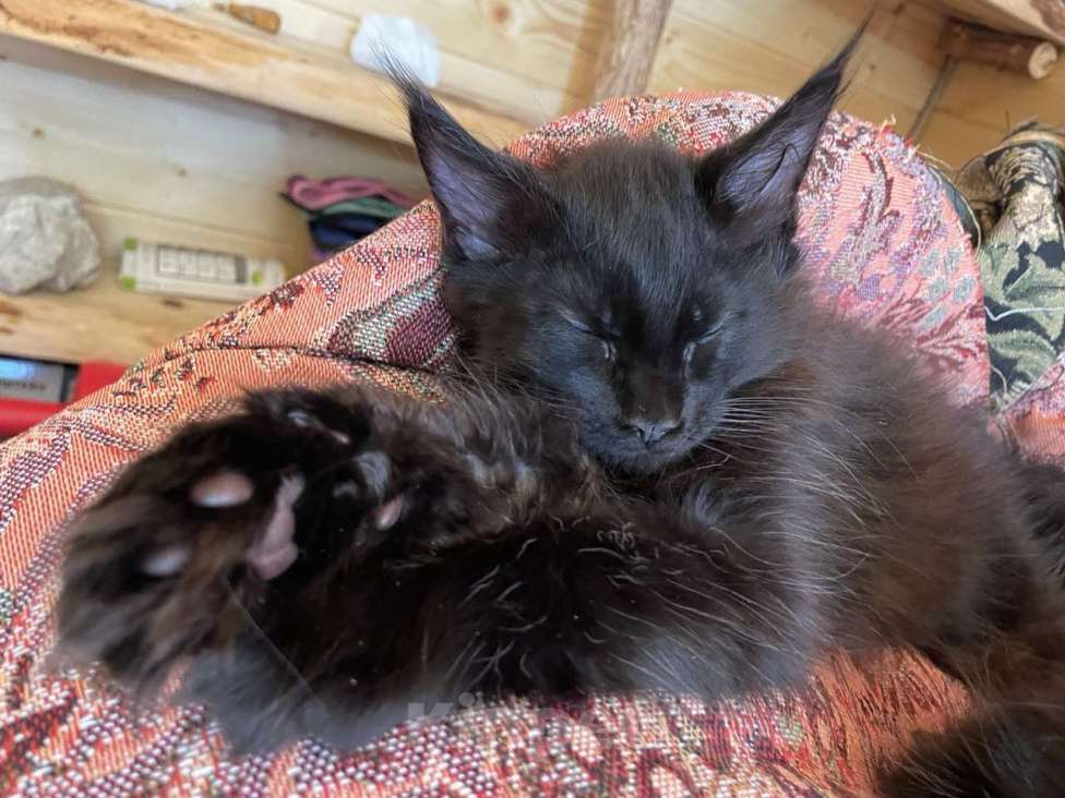 Кошки в других городах Приморского края: Шикарные котята Мальчик, 20 000 руб. - фото 10