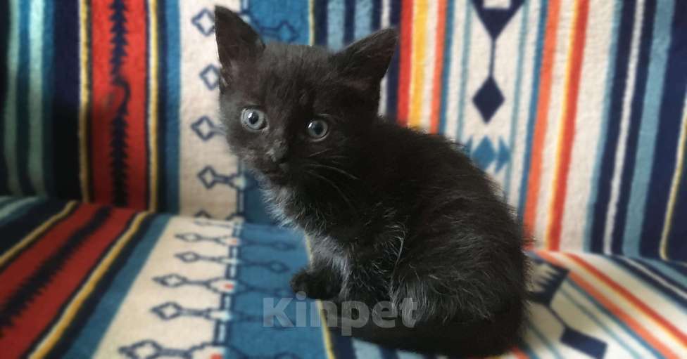 Кошки в Москве: Черный котенок ищет семью Мальчик, 1 руб. - фото 5