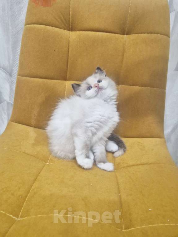 Кошки в Москве: Самый обаятельный котик Рэгдолл  Мальчик, 50 000 руб. - фото 3