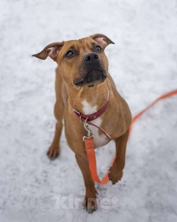 Собаки в Москве: Молодой американский стаффордширский терьер Милли в добрые руки Девочка, Бесплатно - фото 3